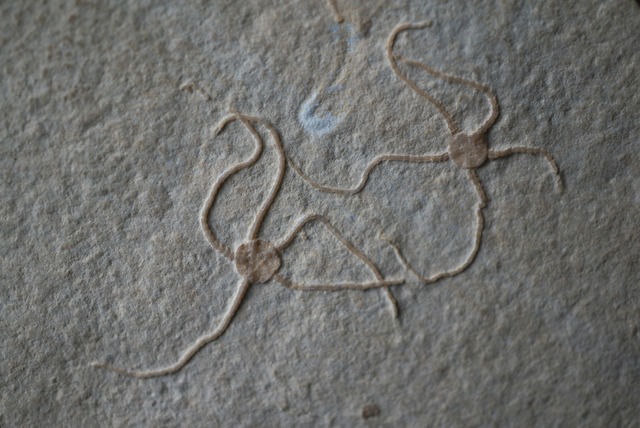 ドイツ産クモヒトデ化石 Sinosura kelheimense 1421