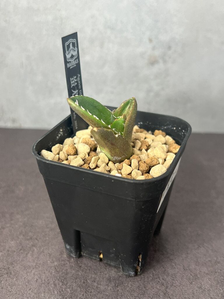 速達【鉢ごと発送】オリジナル生産 星空 TC 発根管理中 プレステラ75  