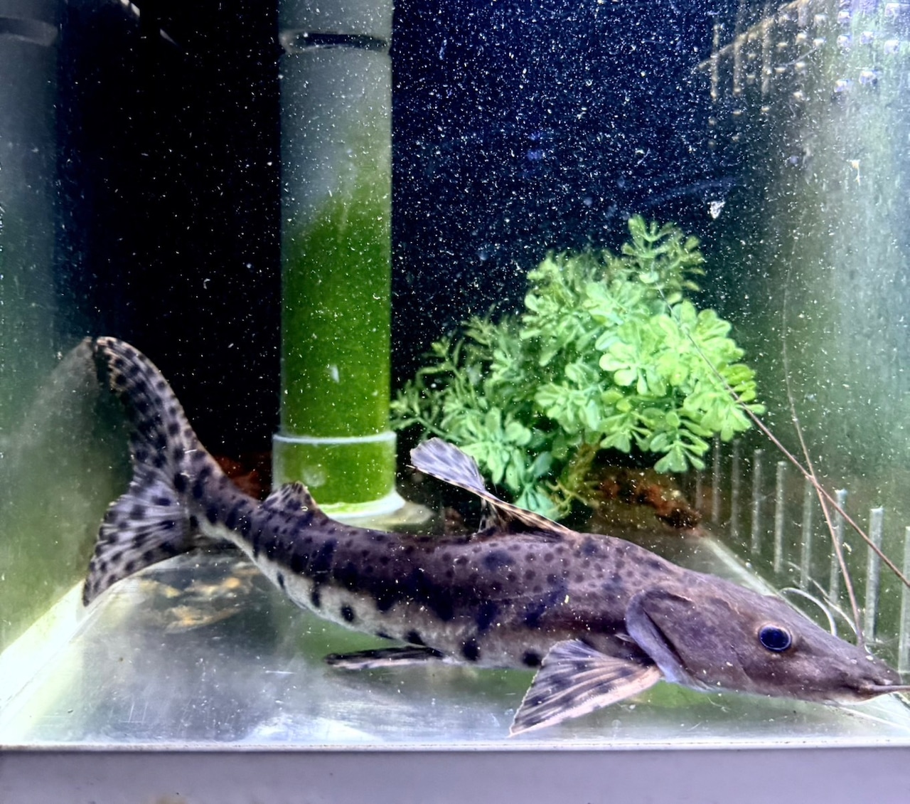 ピンダードキャット×タイガーシャベルノーズ - 7