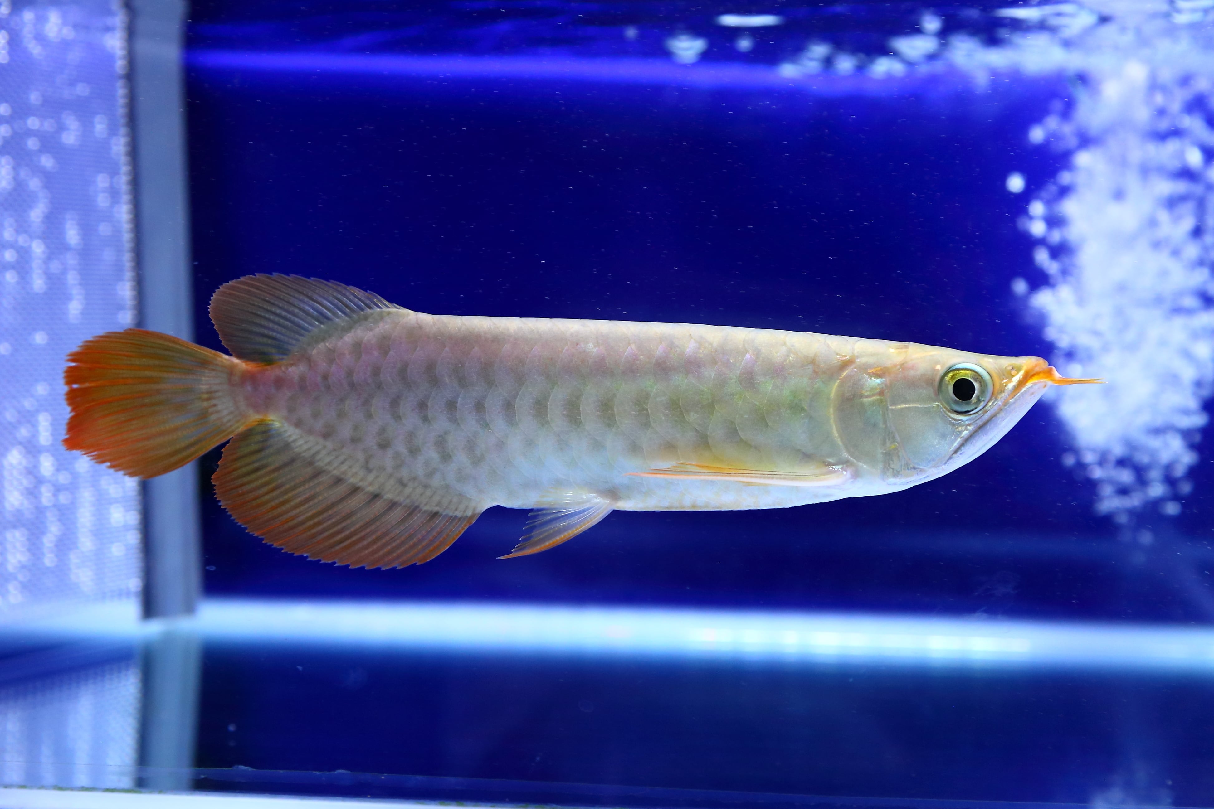 アロワナスーパーレッド55cm