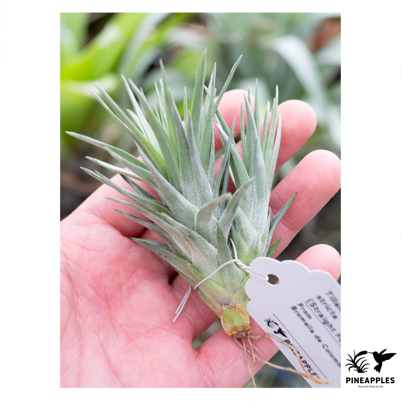 Tillandsia stricta ’Straight Form’ - 1