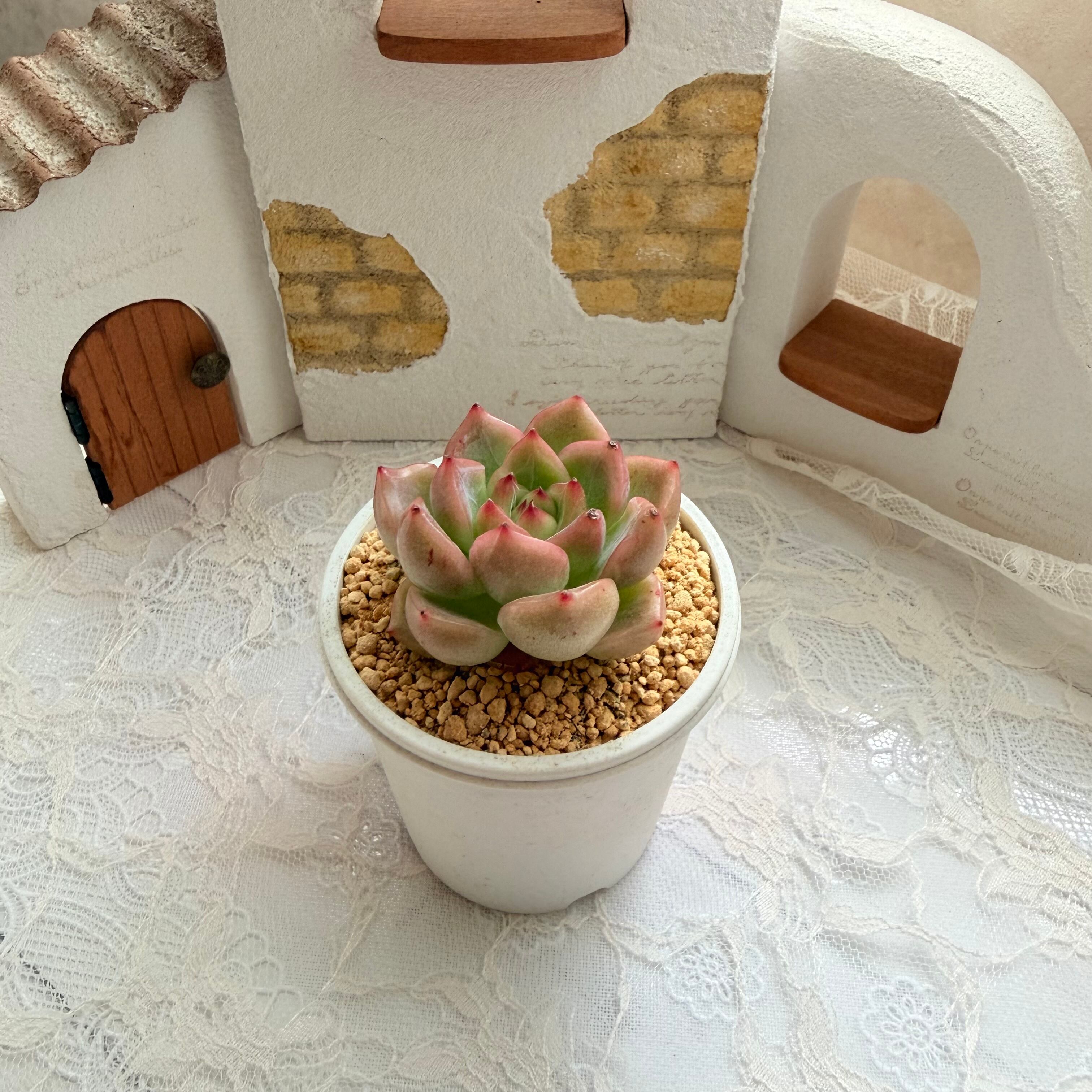 現物 多肉植物 ピンクプリティ 抜き苗 | PAY ID