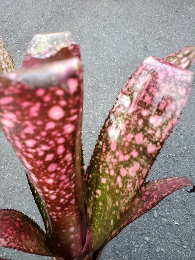 Billbergia Teng E 【artPLANTs】Billbergia/ビルベルギア