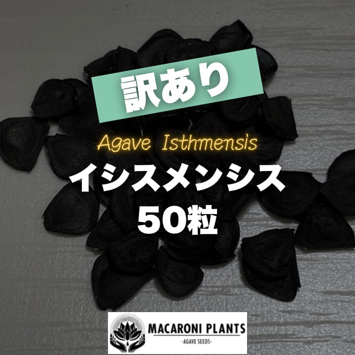 アガベ テキラーナ 種子 50粒 Agave tequilana | MACARONI PLANTS