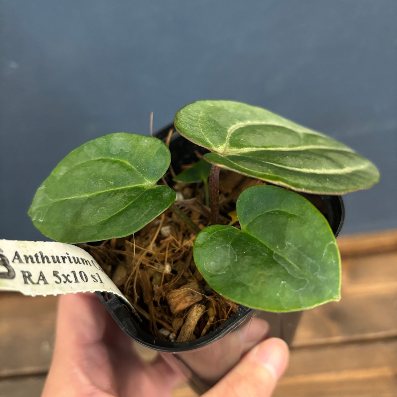 【BASE抽選販売(限定価格)】 アンスリウム　カーラブラッキー【958】