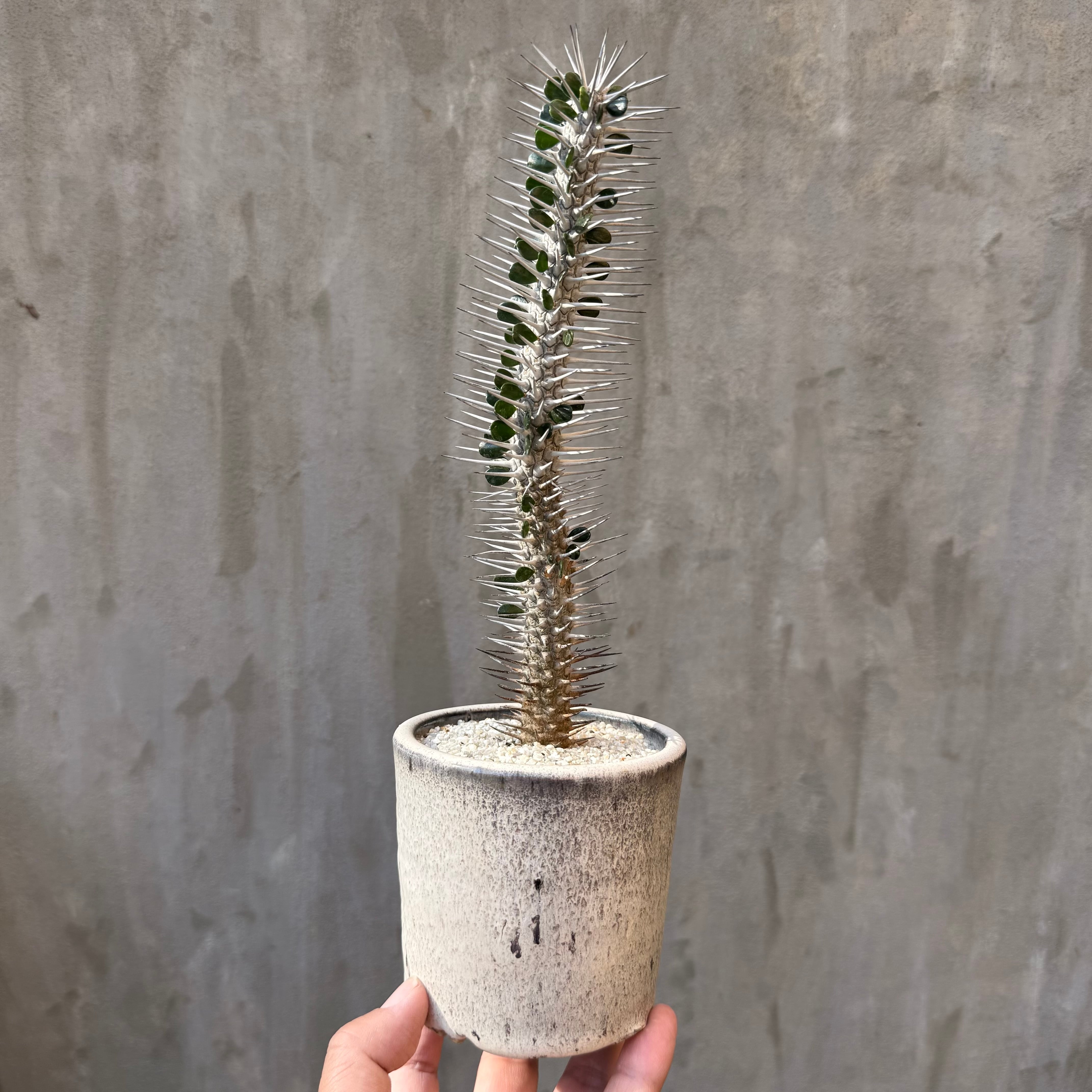 植物鉢】美原良 pep 0131 RYO MIHARA 陶器鉢 <4> | A-PLANTS