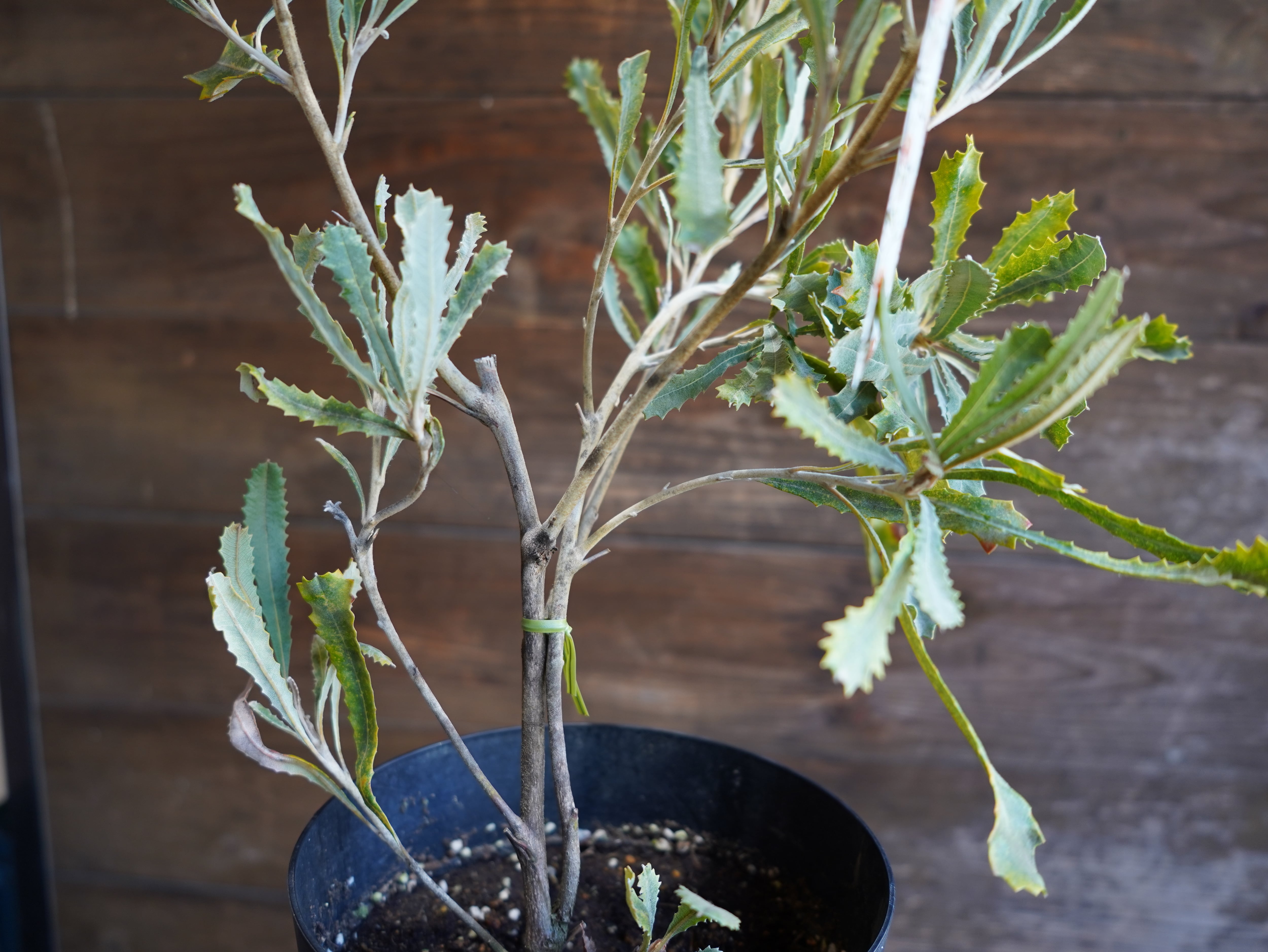 【現物】バンクシア　”バウエリ”　E