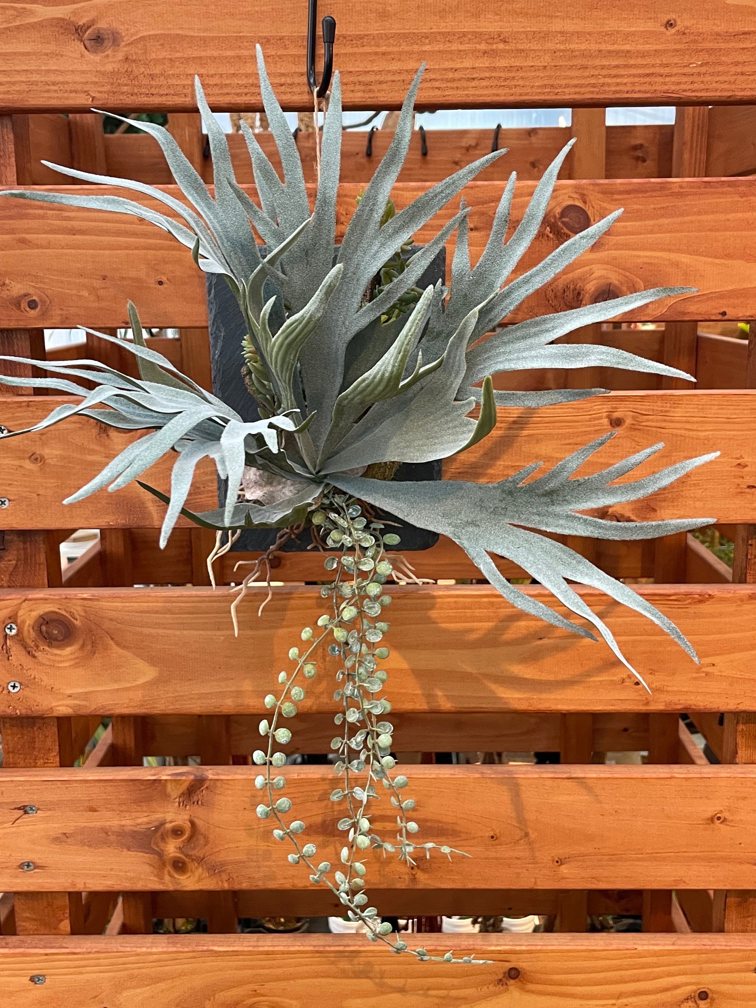 フェイクグリーン(人工観葉植物)】ビカクシダと多肉植物の壁掛け