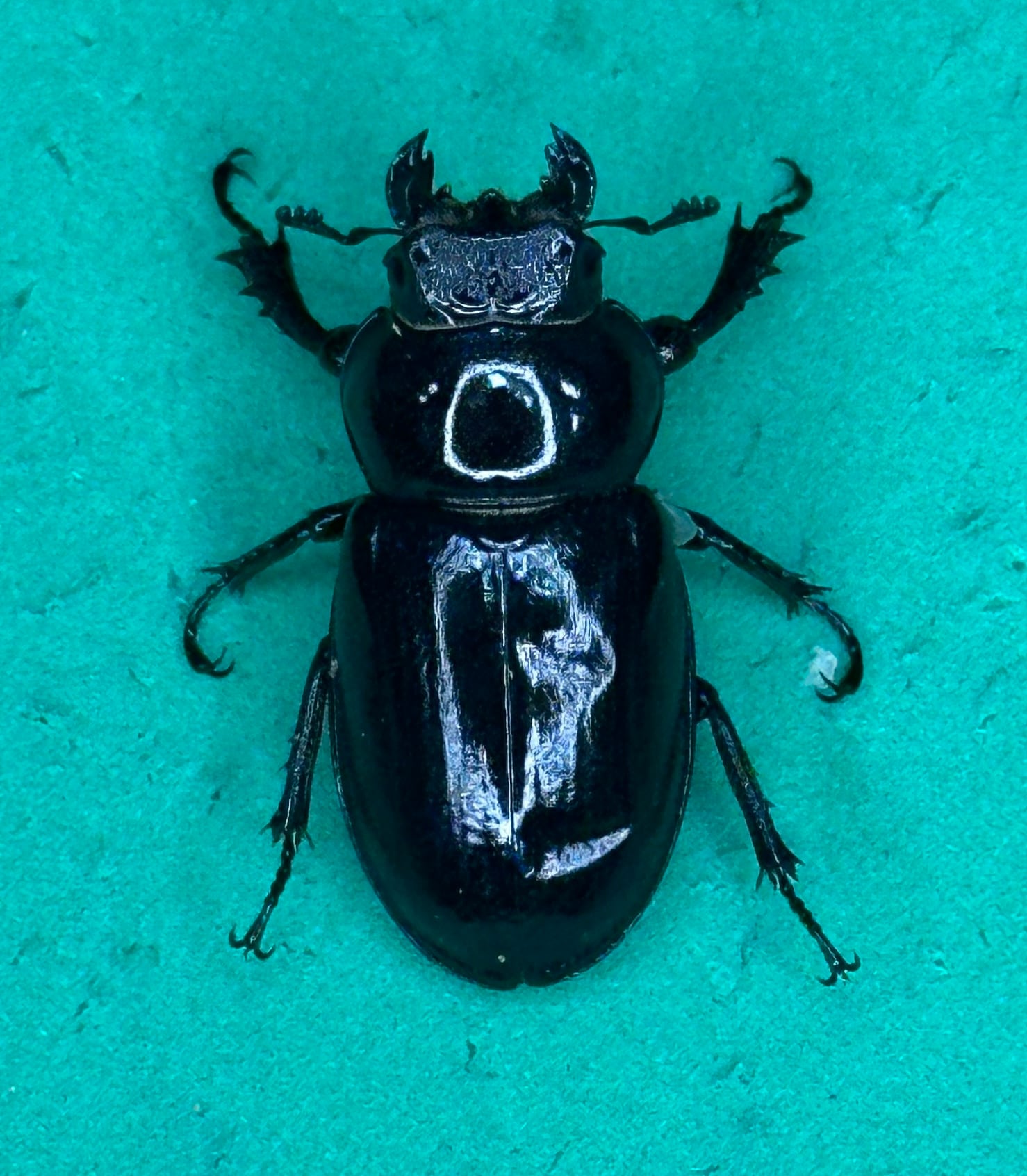 ミクラミヤマ大型血統 神津島産訳あり成虫ペア | ネイチャーフィール