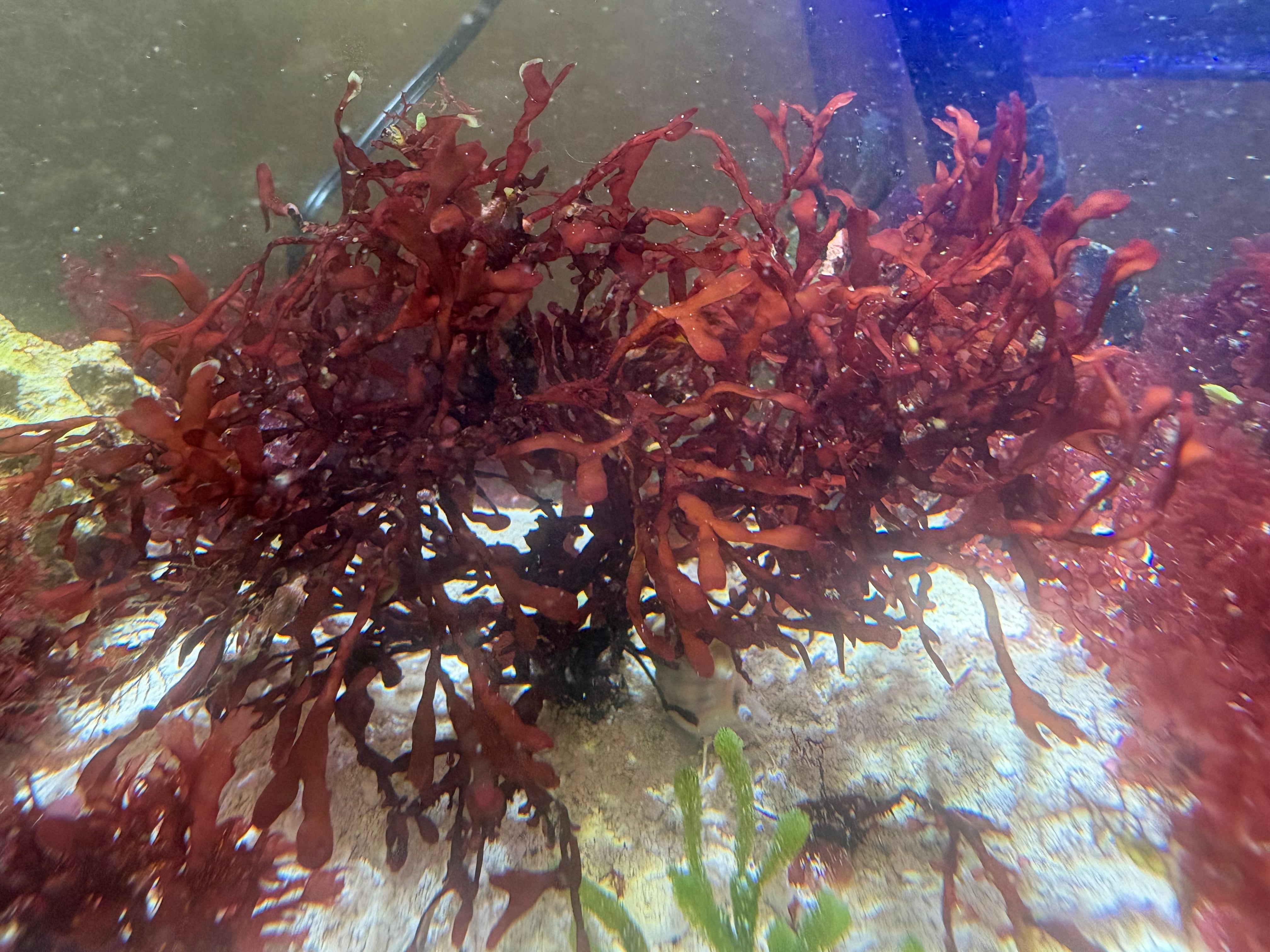 紅藻 | Sea Forest under the stars