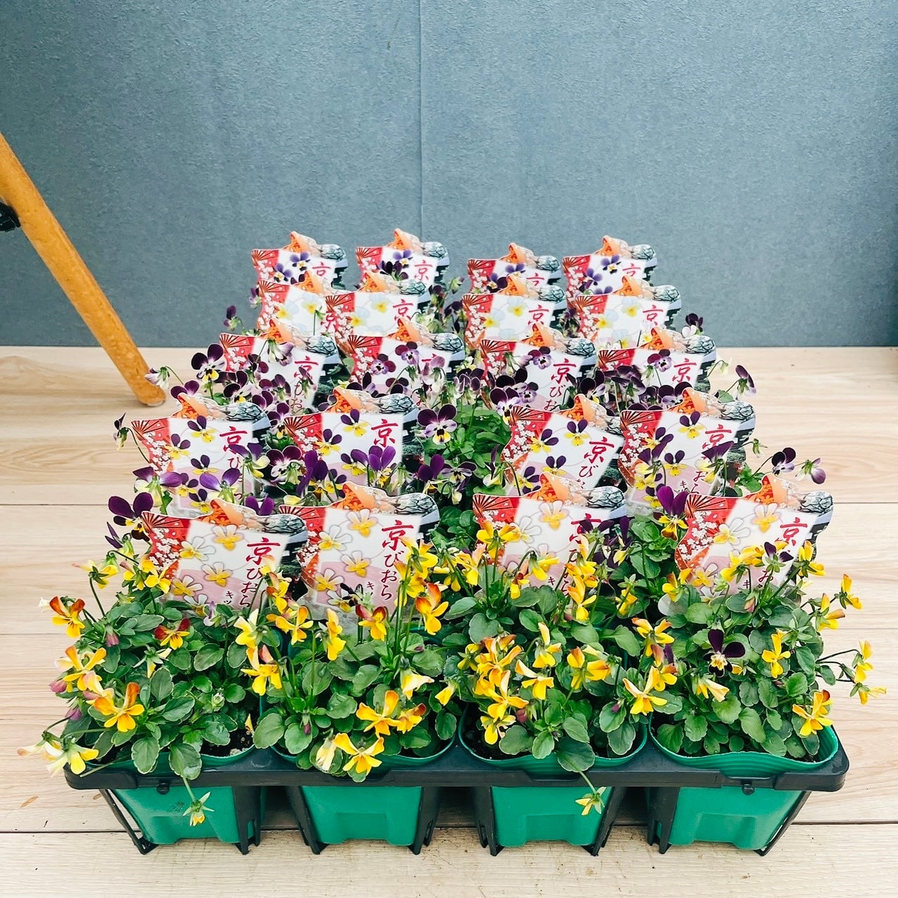 在庫］京びおら 20ポットMIX 3.5号 庭 ガーデニング 花 小輪 スミレ科
