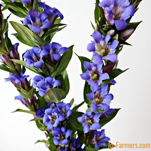 開花の美しいリンドウ（竜胆）　ミヤマリンドウ系　青　10本