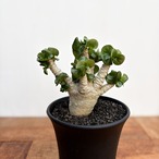 Adenium arabicum "Curly"【アデニウム・アラビカム・獅子葉】