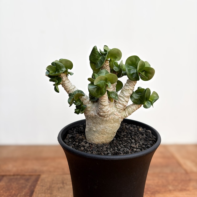 Adenium arabicum "Curly"【アデニウム・アラビカム・獅子葉】