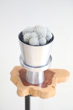 【S】マミラミア プルモサ/Mammillaria ※アルミ鉢付き