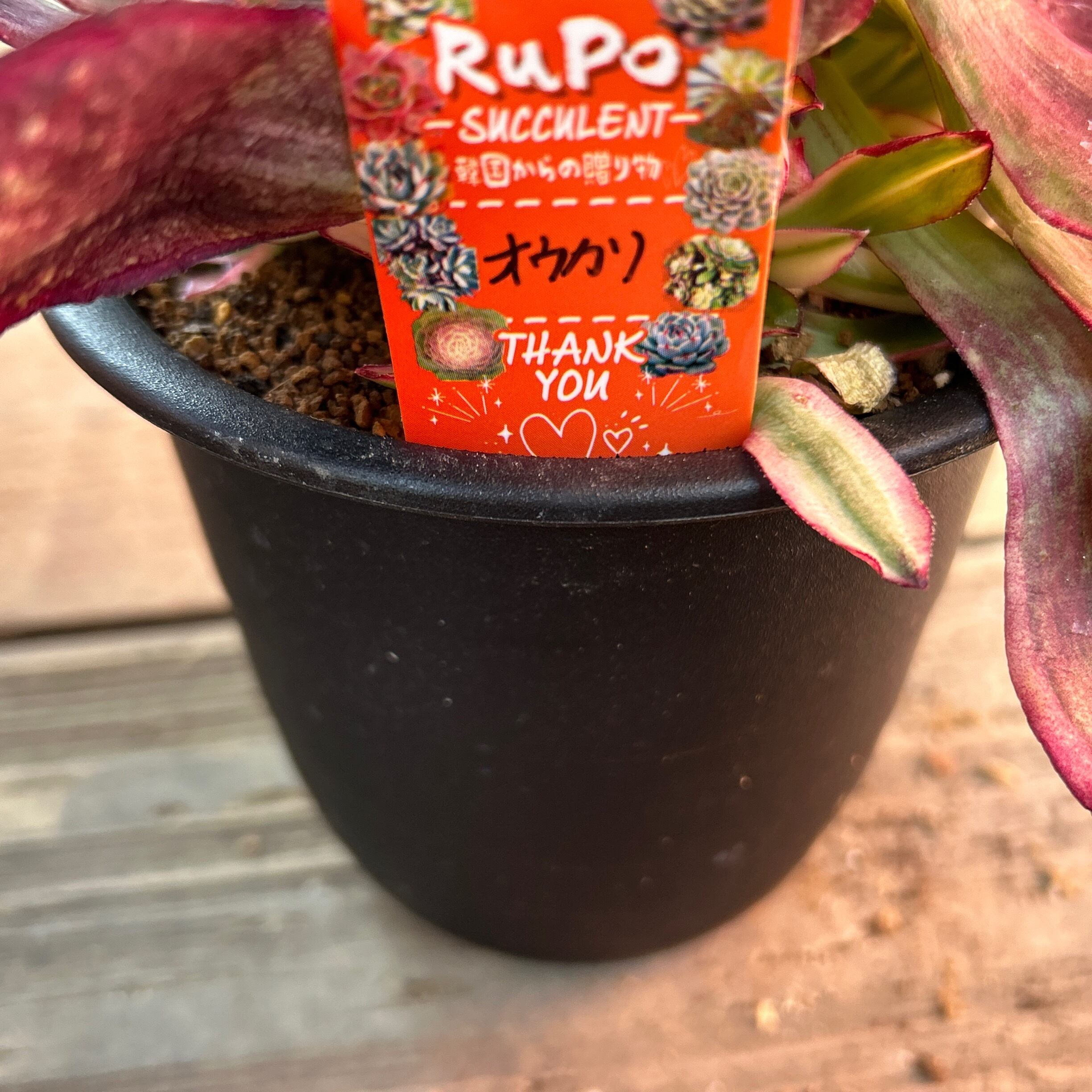 オウカリ アエオニウム | RuPo 多肉植物専門店