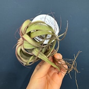 チランジア エリックノブロック【265】