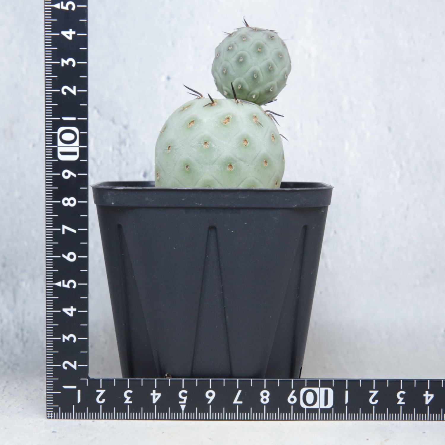 大球 5cm 2球 ダブル テフロカクタス ゲオメトリクス | LIGHTHOUSE
