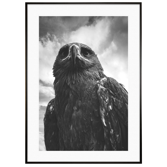 動物写真 鳥 鷲 インテリアアートポスター額装 AS3189