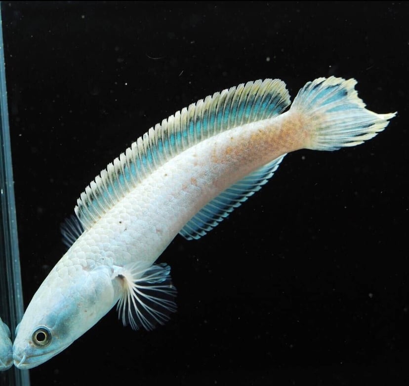 ◆一点物◆WILD アイスファイヤースネークヘッド Channa Pyrophthalmus (Fire & ice) Platinum プラチナ