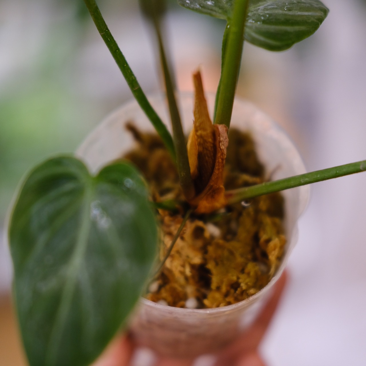 フィロデンドロン エルチョコレッド / Philodendron "El Choco Red"⑨ / 観葉植物<育て方・花言葉>