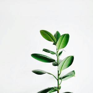 【限定5個】糸魚川翡翠　小粒　勾玉