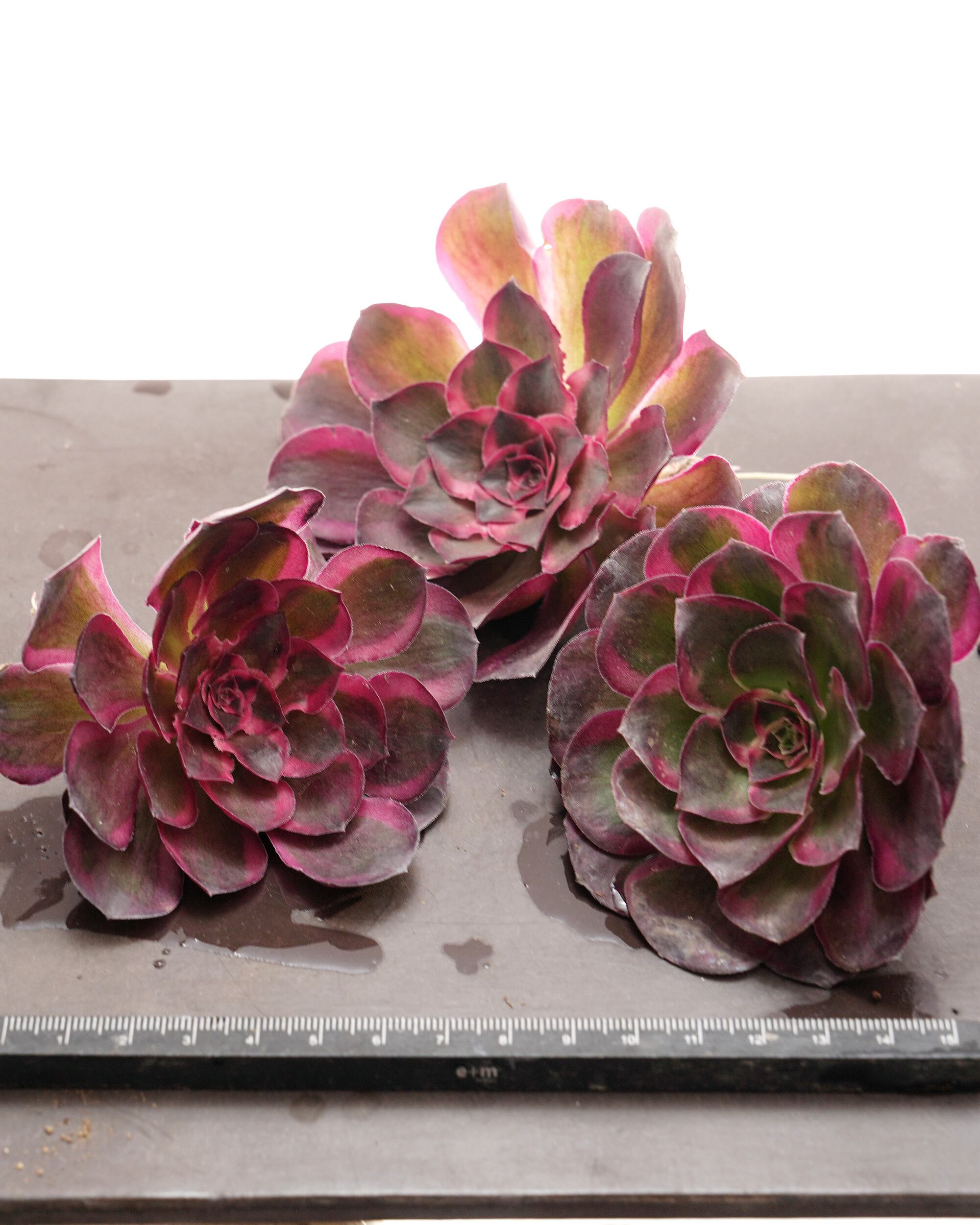 多肉植物アエオニウム錦 ❤️魅金のバラ ❤️ 発根済カット苗 アエオニウム 魅金ローズ錦 Aeonium 'Charm Golden