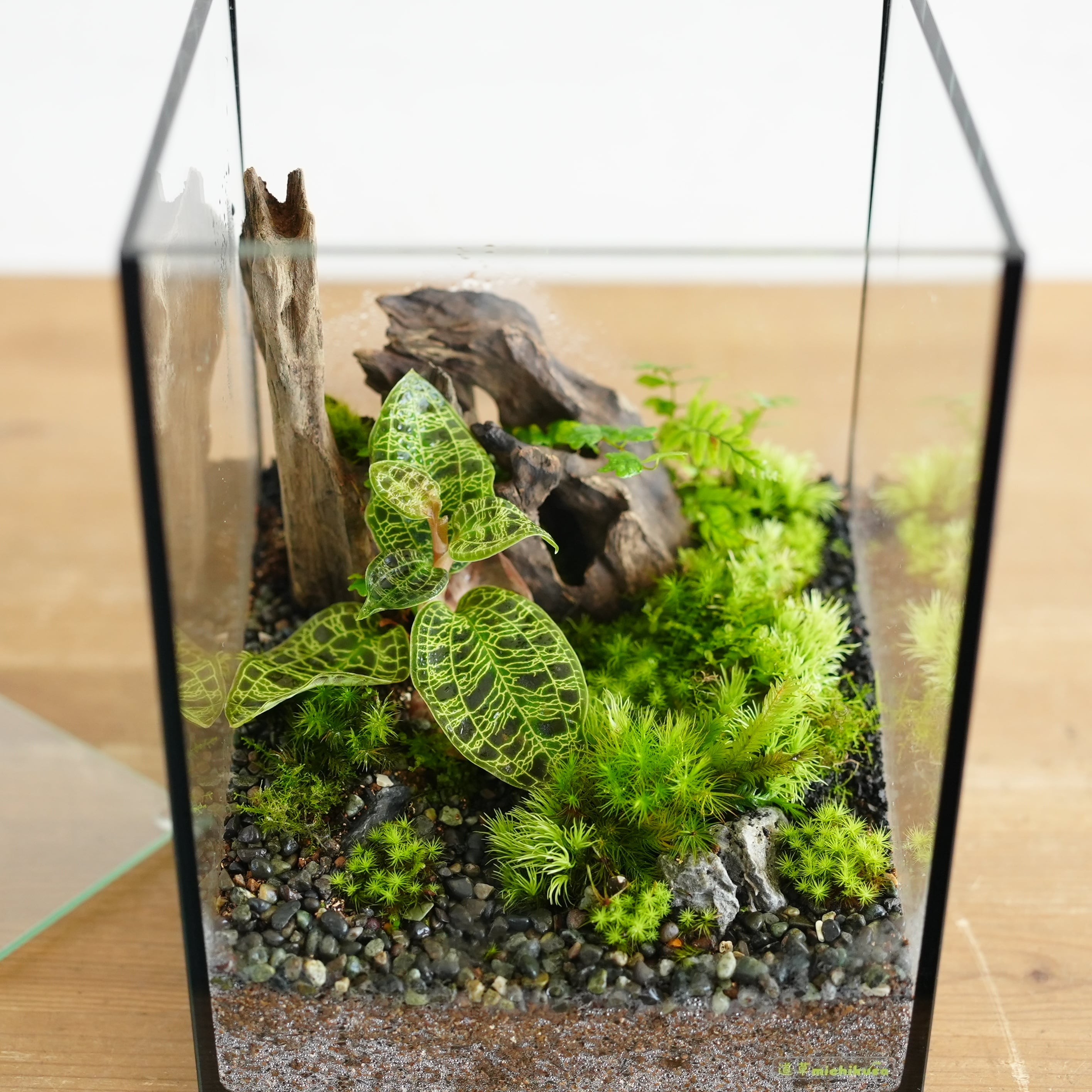 苔テラリウム作品『森の宝石』◇限定作品 7.22＃3 | 苔テラリウム専門
