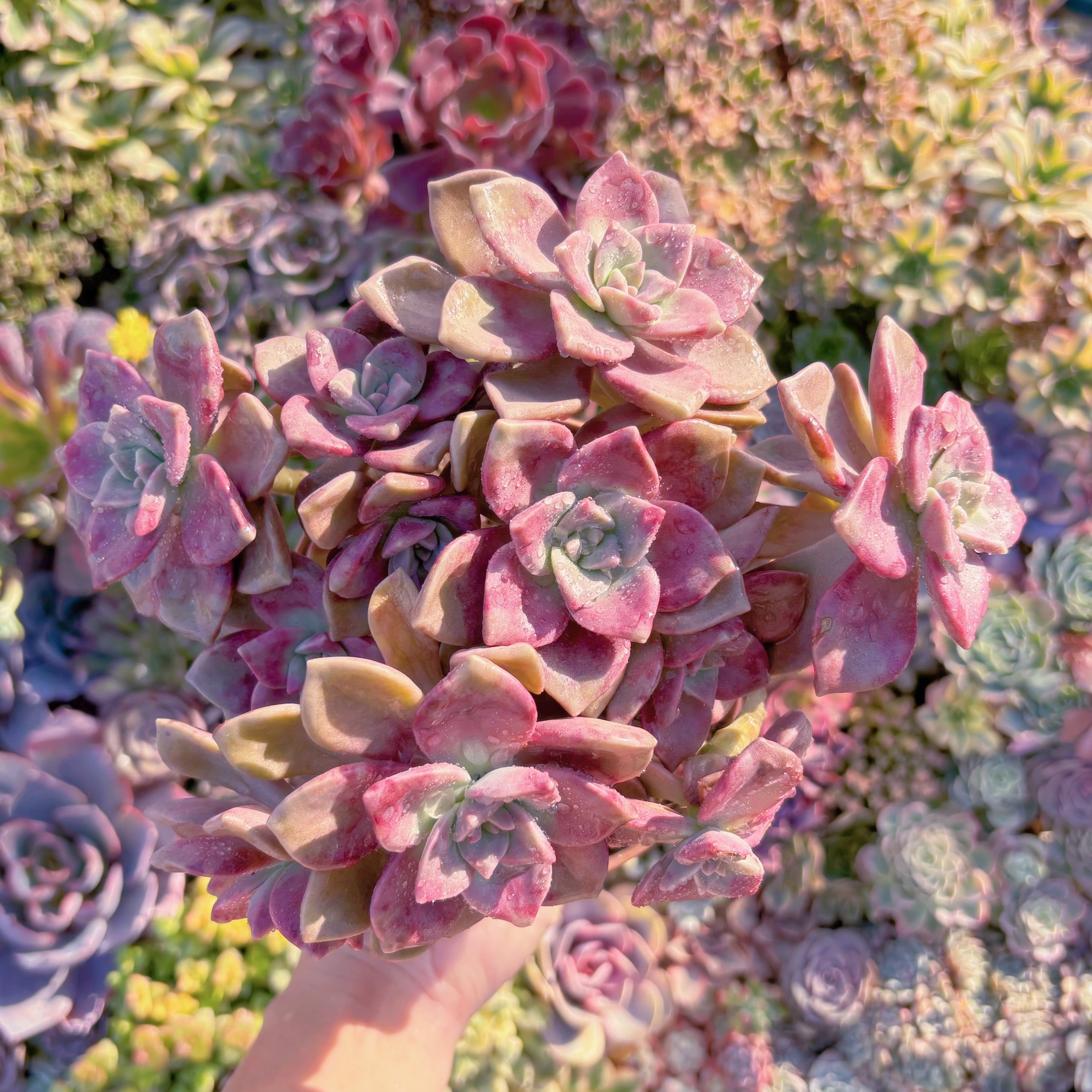 現品　フォアグラ　特大群生　新入荷　るる農園