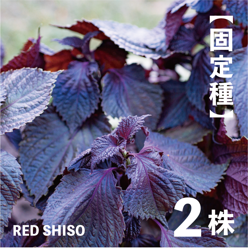 紫蘇 苗 　緑と紫　大葉　赤紫蘇　苗　合わせて五株 紫蘇 苗 緑と紫 大葉 赤紫蘇 苗 合わせて五株 赤しその