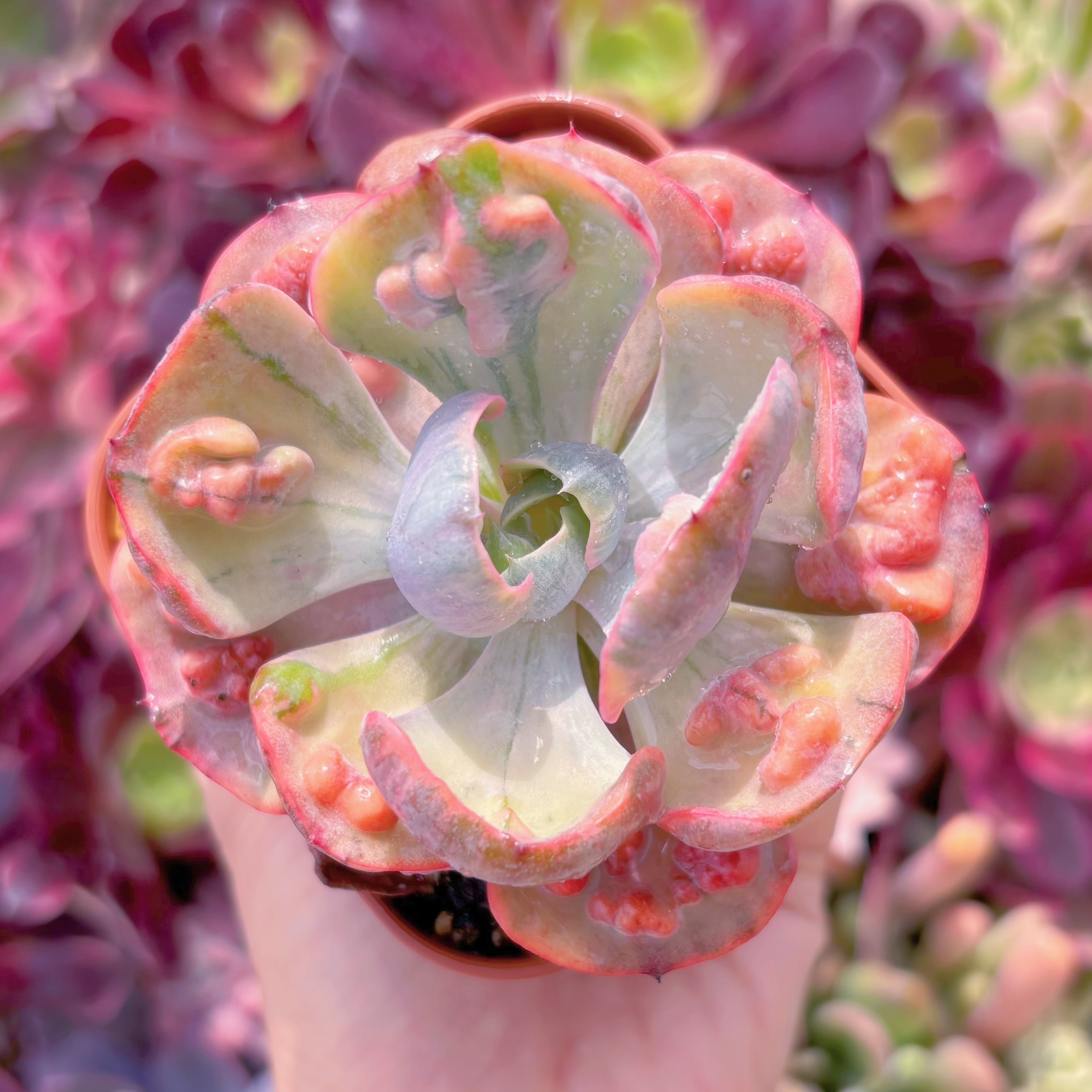 現品　ビヨンセ錦#704　るる農園