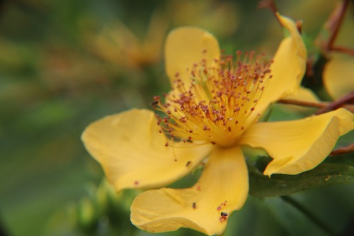 トモエソウ　７．５ｃｍ〜９ｃｍポット【山野草】【オトギリソウ科】の画像