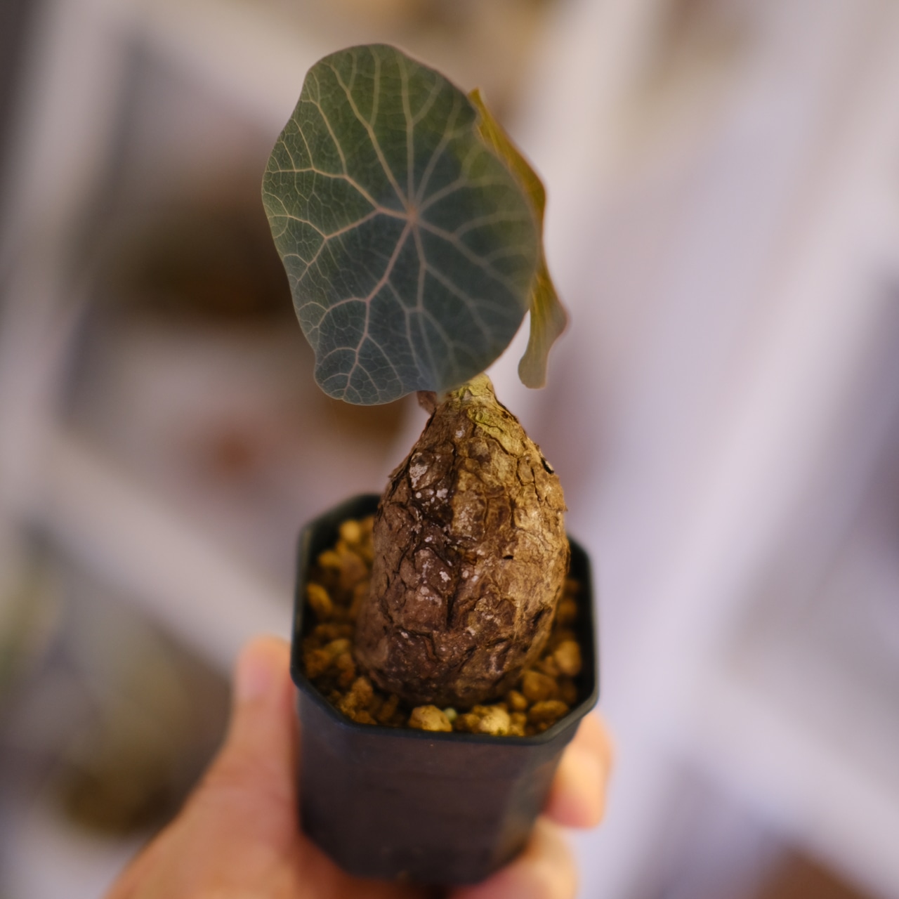 Stephania kaweesakii│ステファニア カウィーサキー⑦│観葉植物