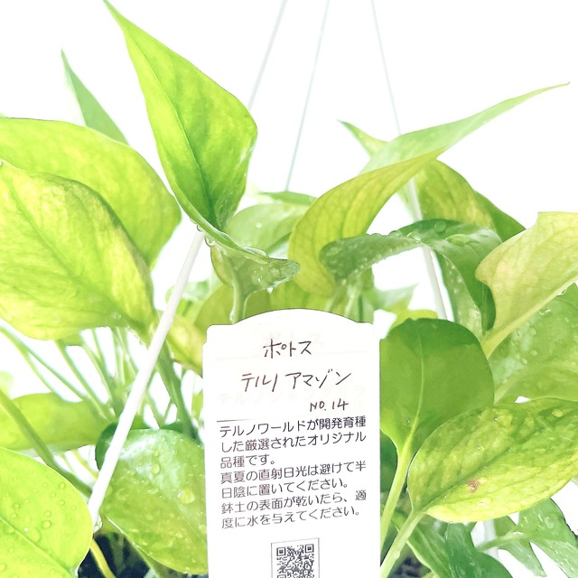 季節斑が美しい ポトス テルノアマゾン ハンギング 観葉植物 calm cafe