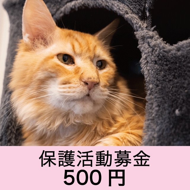 保護活動募金　500円