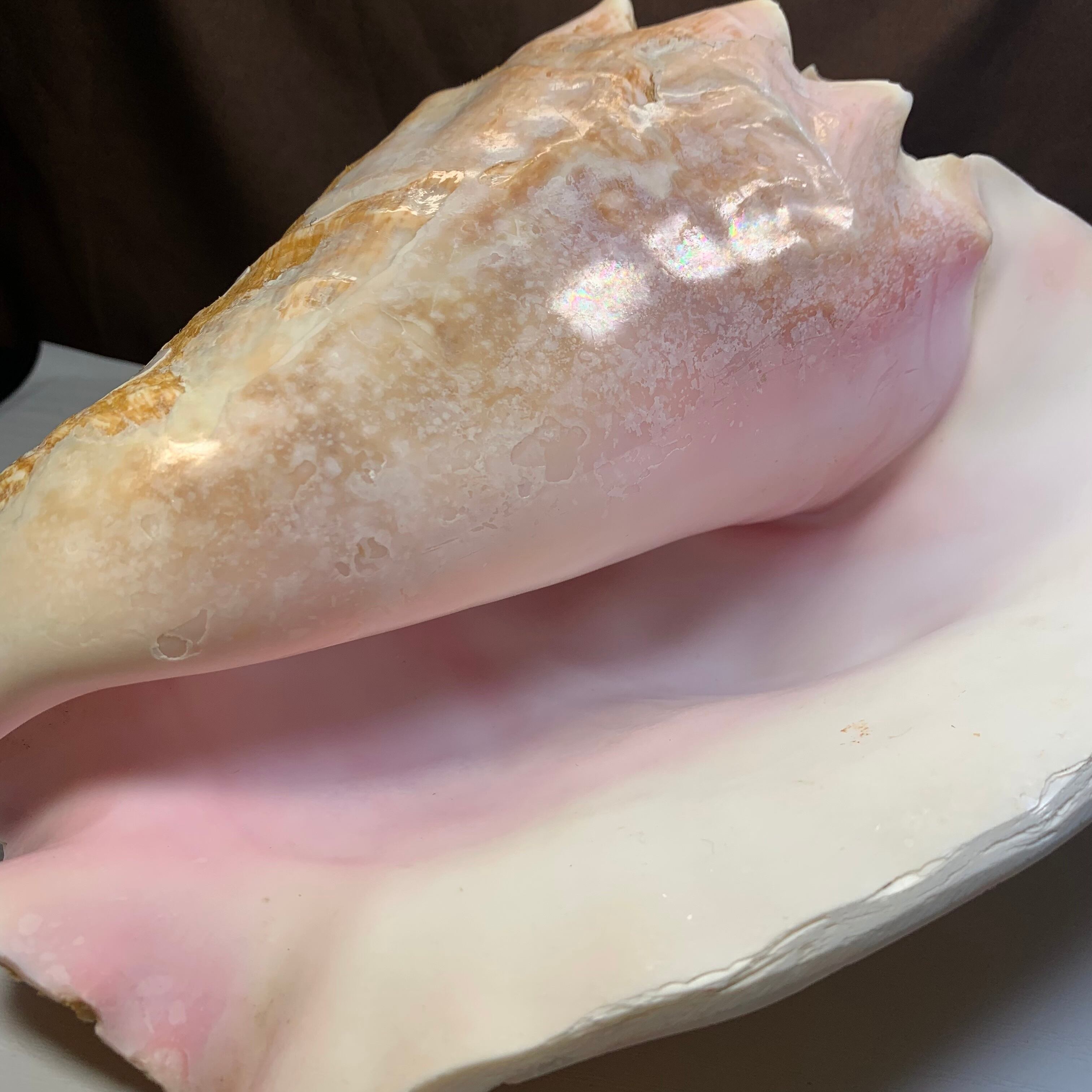 1.クイーンコンクシェル貝母・貝殻 | Naturaltreasure