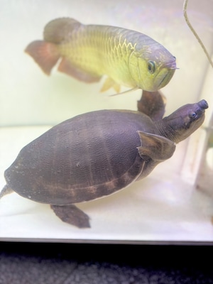 スッポンモドキ