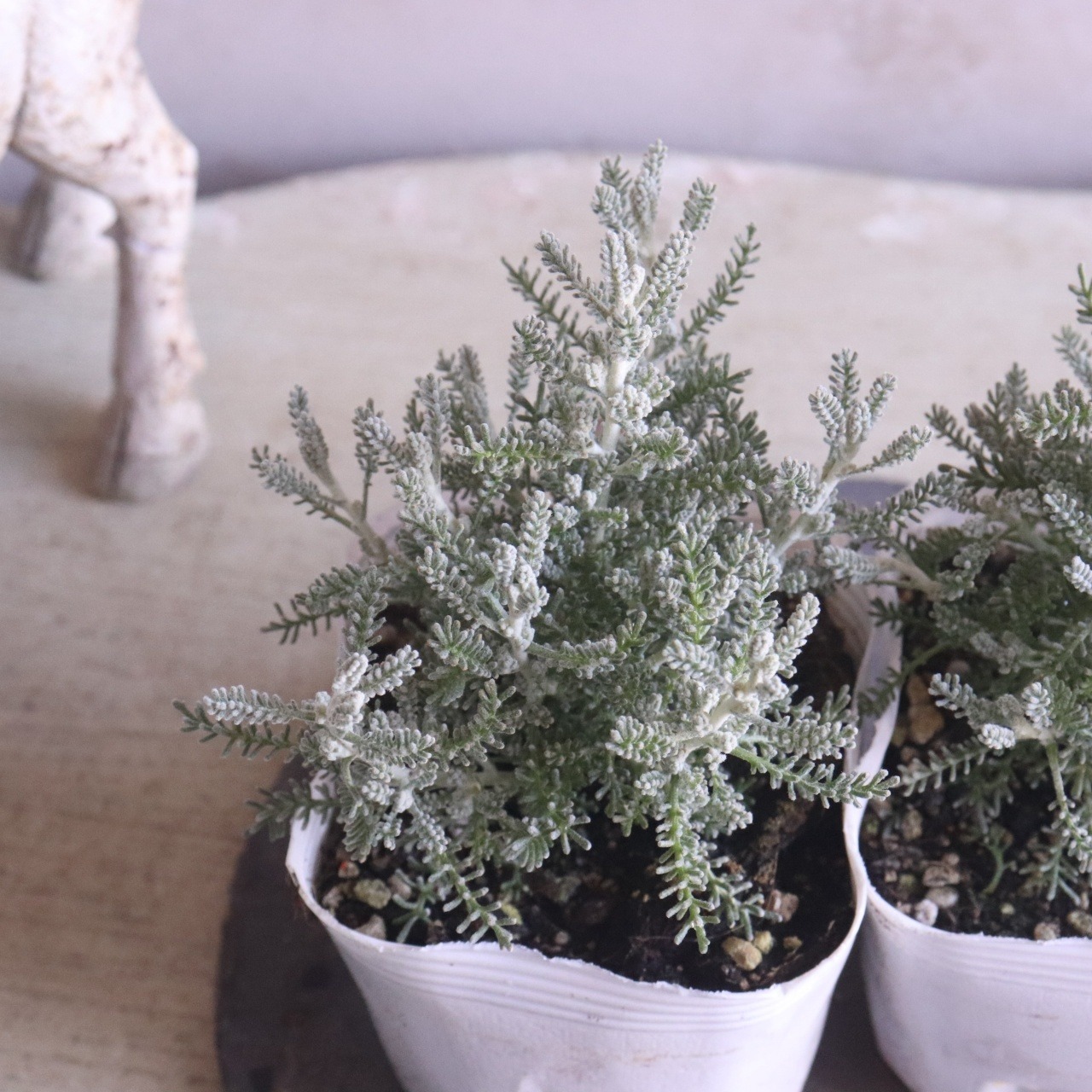 サントリナ　シルバーリーフ　寄せ植えにオススメ　