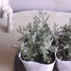 サントリナ　シルバーリーフ　寄せ植えにオススメ　