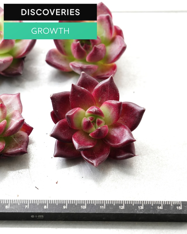 一部発根済カット苗 朱砂 M Echeveria 'Cinnabar'