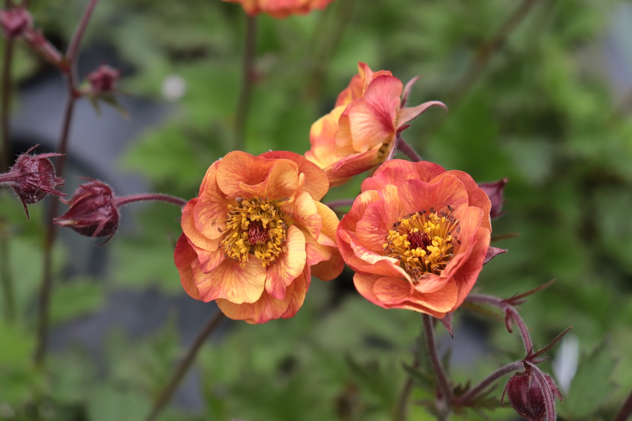 ゲウム‘アラバマ・スラマー’(ダイコンソウ) 7.5cm〜9cmポット【山野草】の画像01