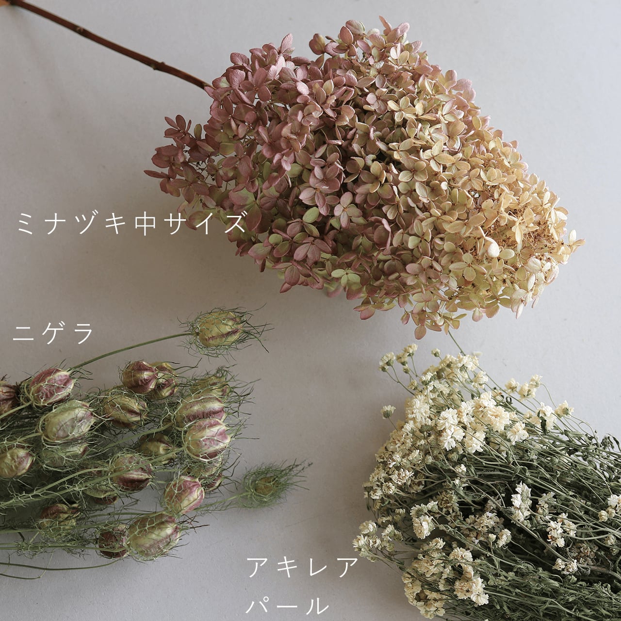 楽天市場】【LL 特大 サイズ】 アジサイ ミナヅキ枝付き