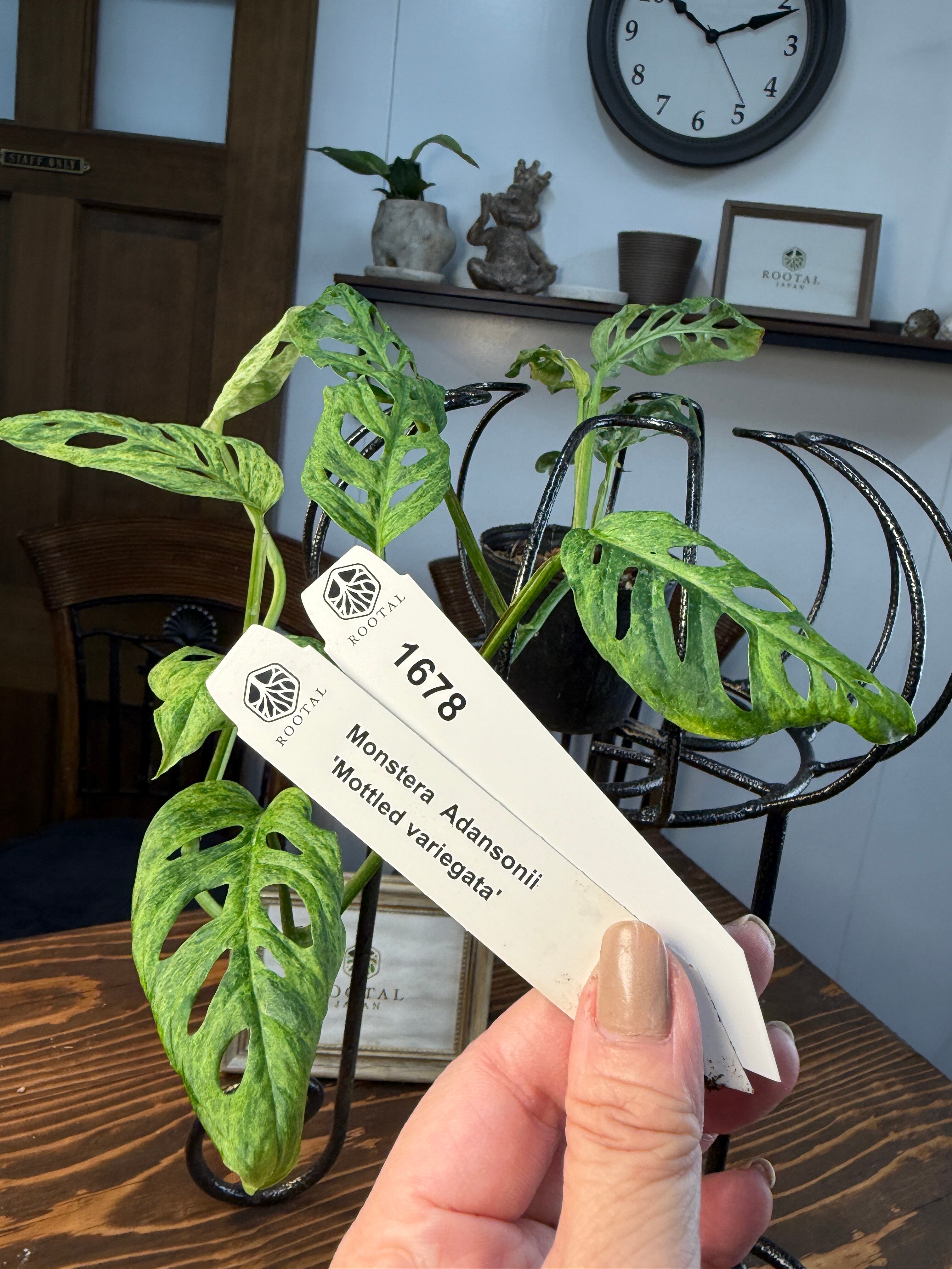 ★1678【自然が生んだ造形美】モンステラ アダンソニー モトルド バリエガータ(3号)