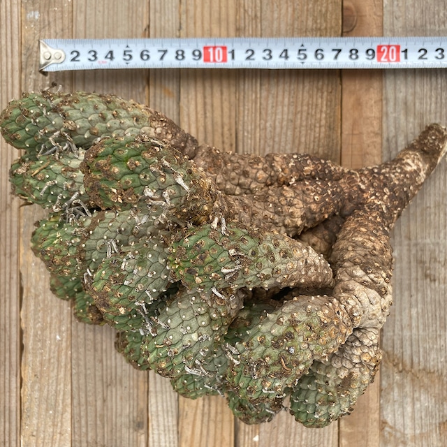 ユーフォルビア・ルディス | 悟 satori ユーフォルビア・ルディス | 悟 satori