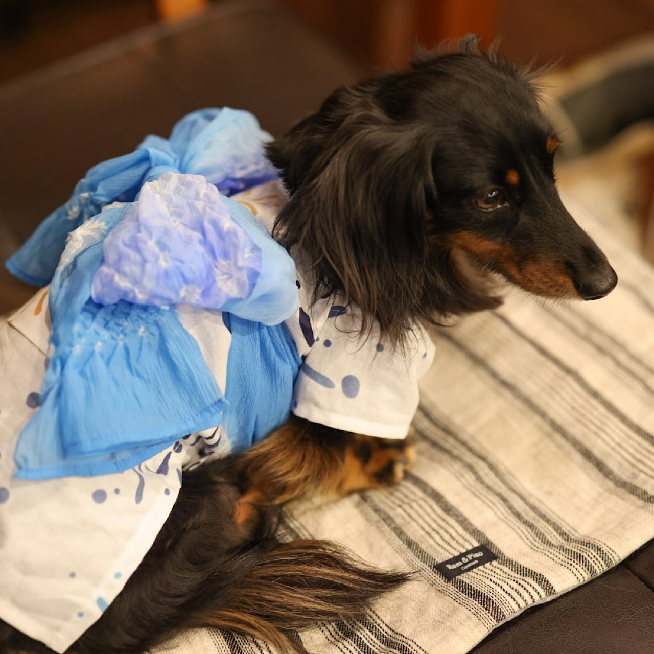 カニンヘンダックスとミニチュアダックス専門のお洋服webショップ