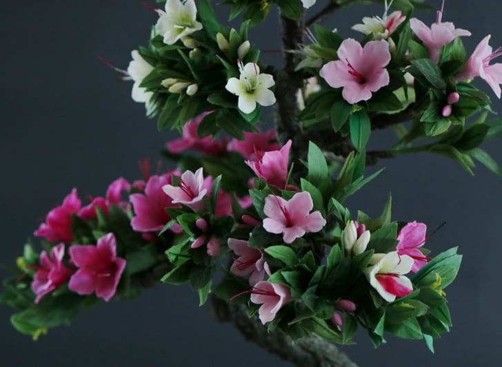 盆栽 サツキ Satsuki Bonsai #102 | Oh! BONSAI