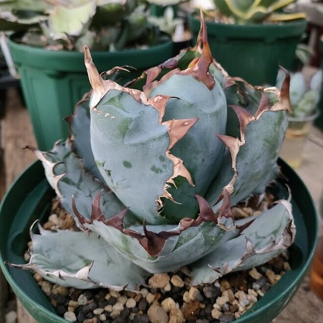 アガベ チタノタ ブラックアンドブルー Agave titanota black&blue 2