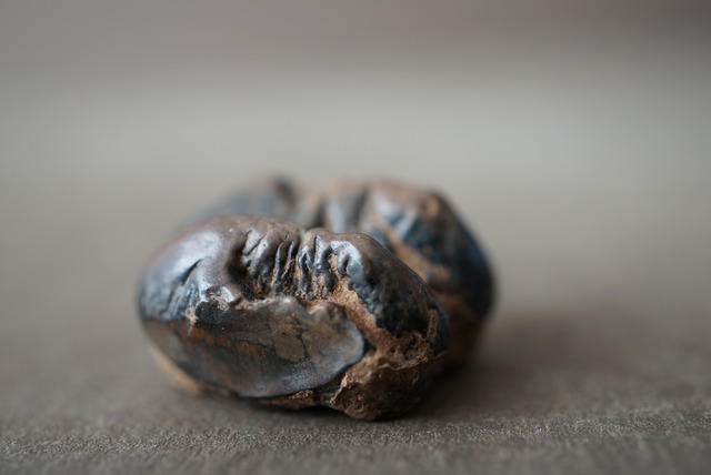 マナティの歯化石 Manatee tooth fossil Trichechus sp. 1453