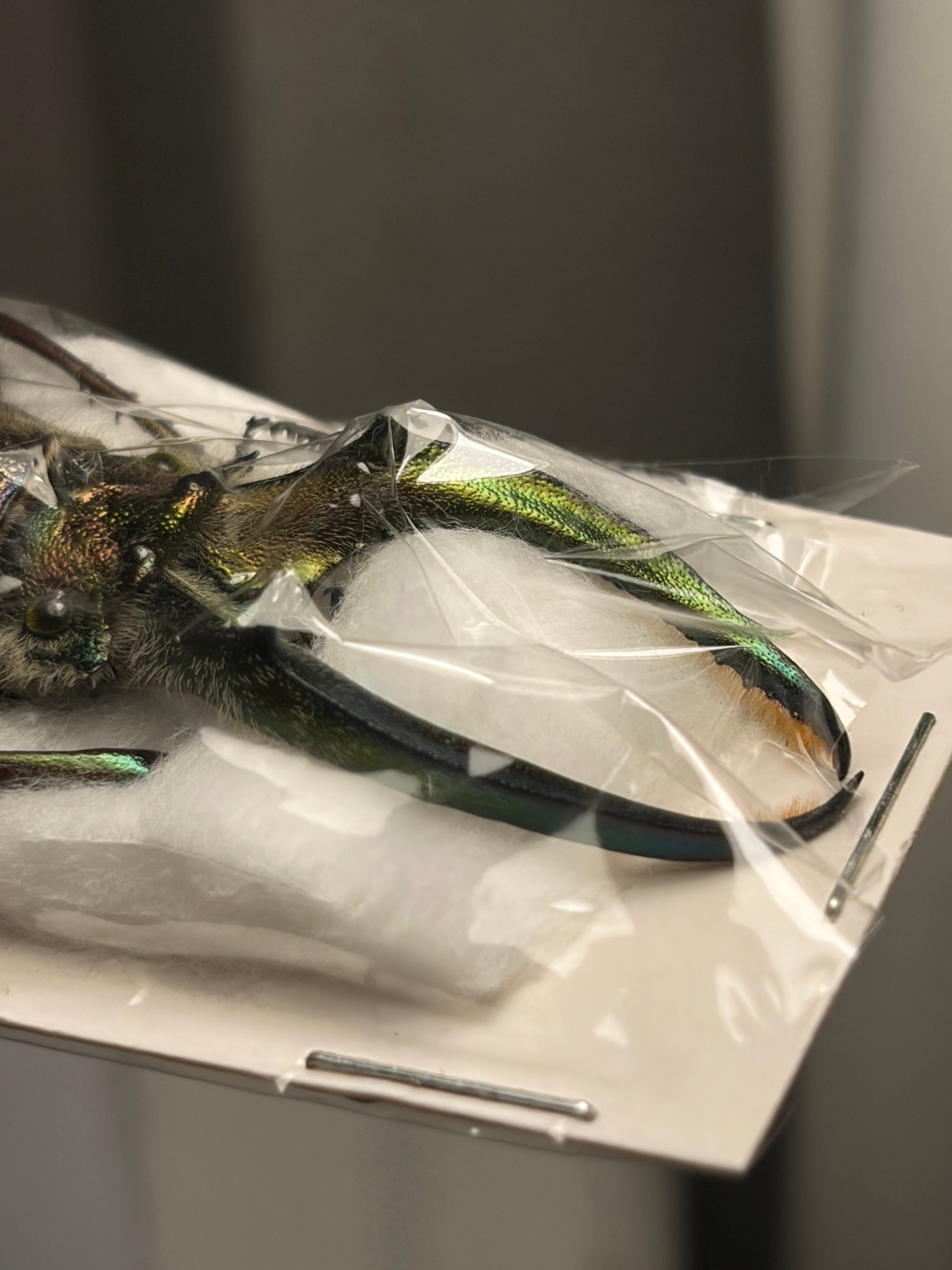 顎緑77mm】ギガンテウスシワバネクワガタ 昆虫標本 ニジイロクワガタ