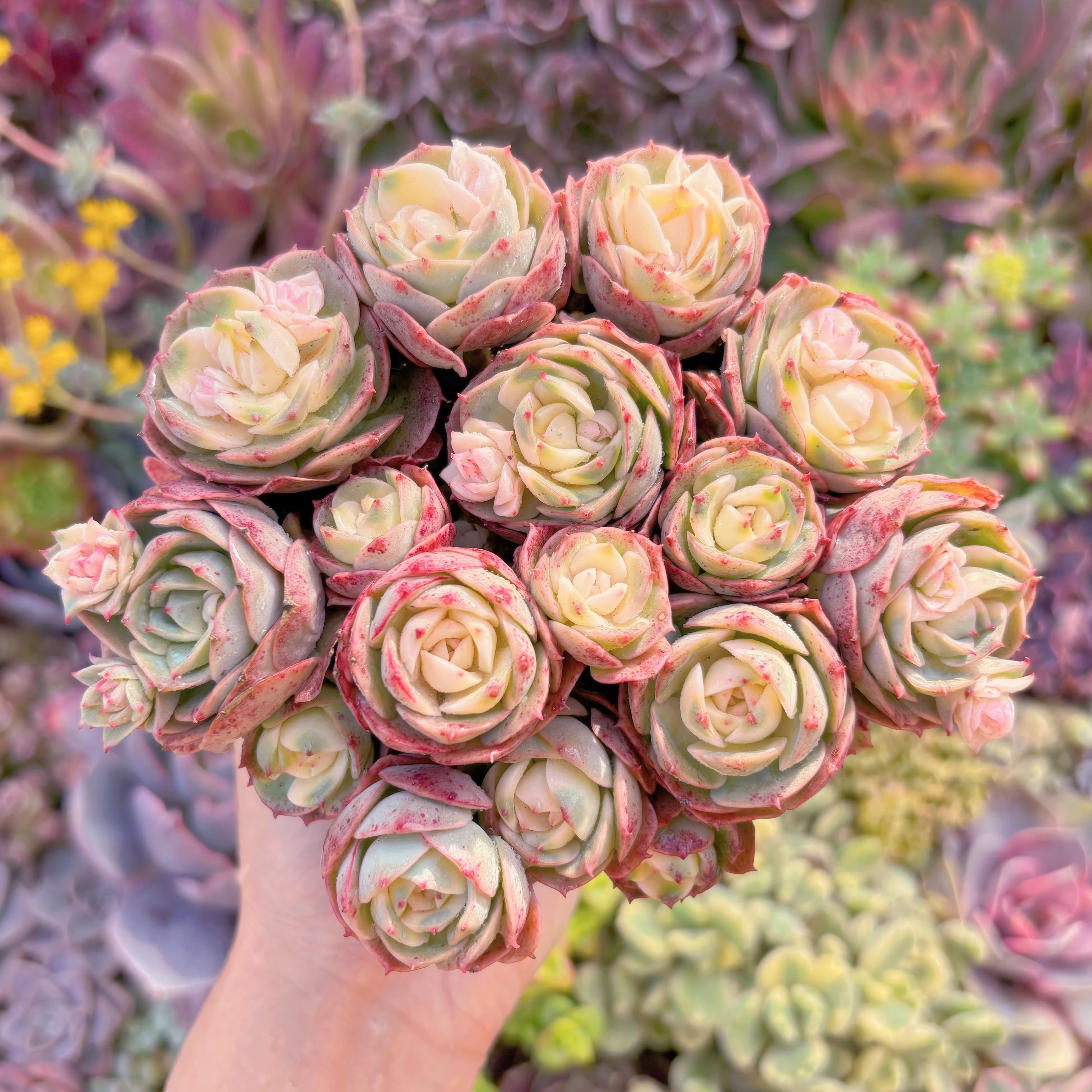 現品　イタリアローズ錦#007　新入荷　るる農園